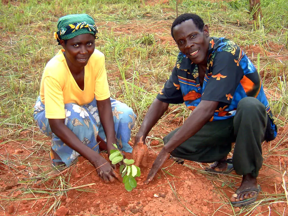 Tree planting Malawi Africa Charity 1